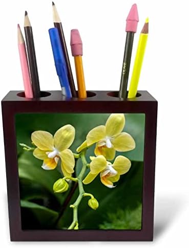 3dRose Danita Delimont - Virág - Lepke Orchideát. - Mozaik Toll Jogosultjai (ph-366979-1)